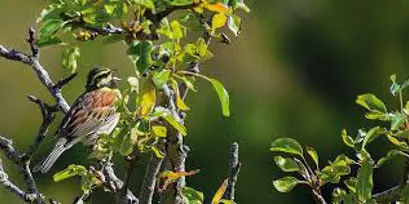 Maisons à vendre à Waremme - Quartier des Hirondelles